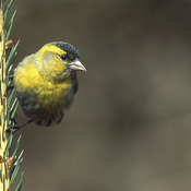 Eurasian Siskin